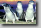 Phillip Island